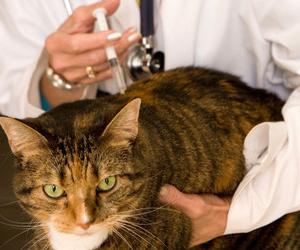 Raiva em um gato: sintomas da doença e necessidade de prevenção